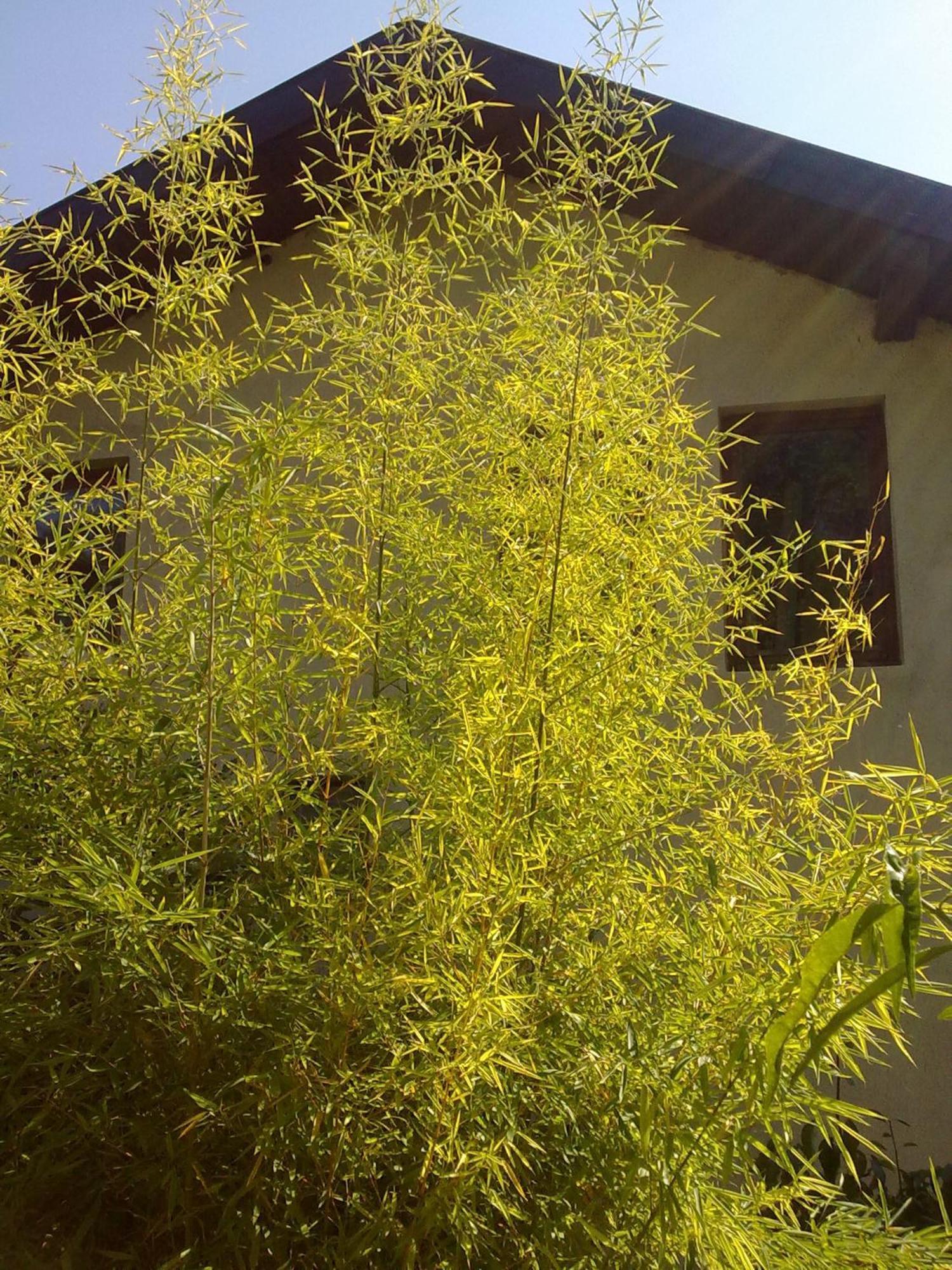 גולדן סנדס Villa Elfi מראה חיצוני תמונה